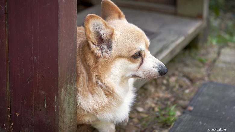 Senior Corgi & Golden Retriever Puppy Share a Playful, Awkward Bond