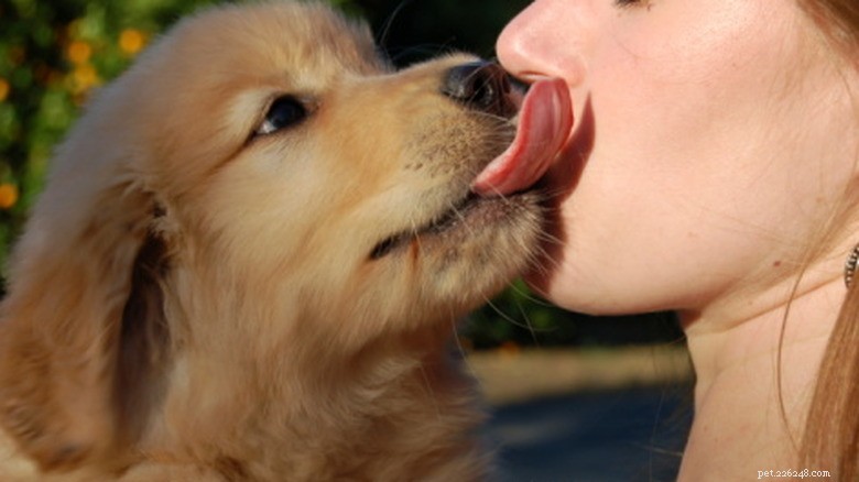 Golden Retriever Puppy Becomes a Kissing Machine with Grandma: A Heartwarming Tale