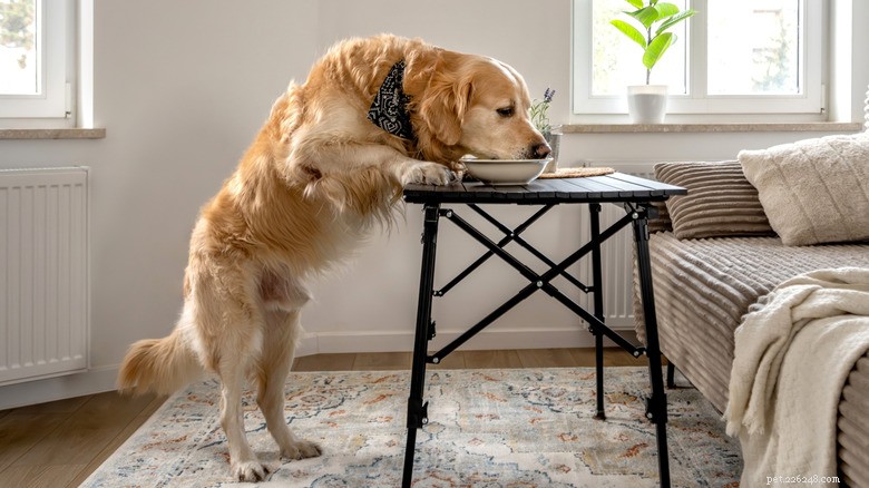 16 Dogs Caught Stealing: How to Spot and Stop Them