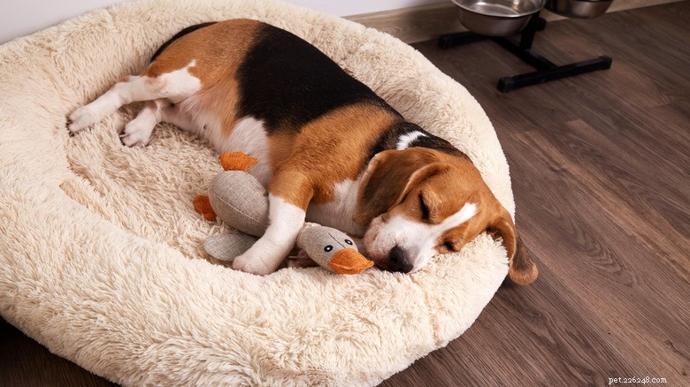 Senior Beagle s Heartwarming Bedtime Ritual: Carrying Treasured Toys to Sleep