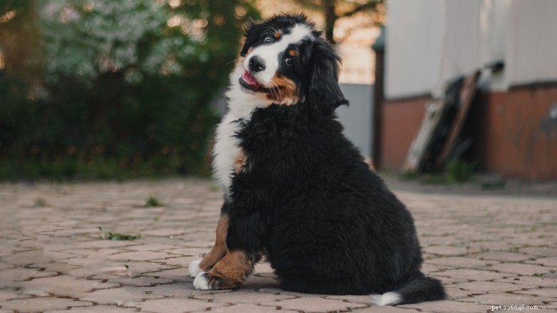 Bernese Mountain Dogs Love Fresh Blowouts: A Candid Look at Their Spa Experience