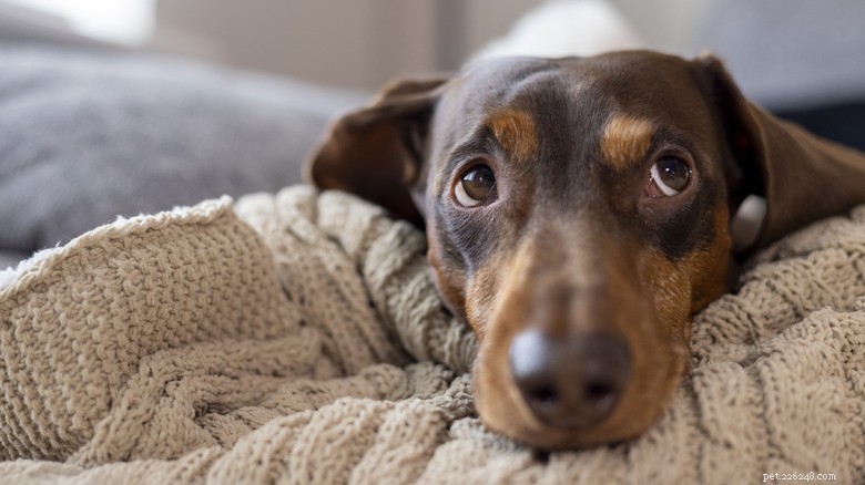 Heartwarming Story: Rare One‑Puppy Dachshund Stays with Mom, Showcasing Endearing Bond