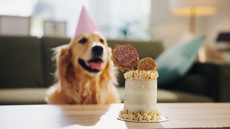 Watch a Golden Retriever Transform from Puppy to Adult in Just One Year