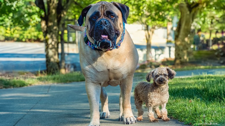 15 Mighty Dogs and Their Tiny Best Friends