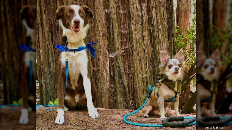 15 Mighty Dogs and Their Tiny Best Friends