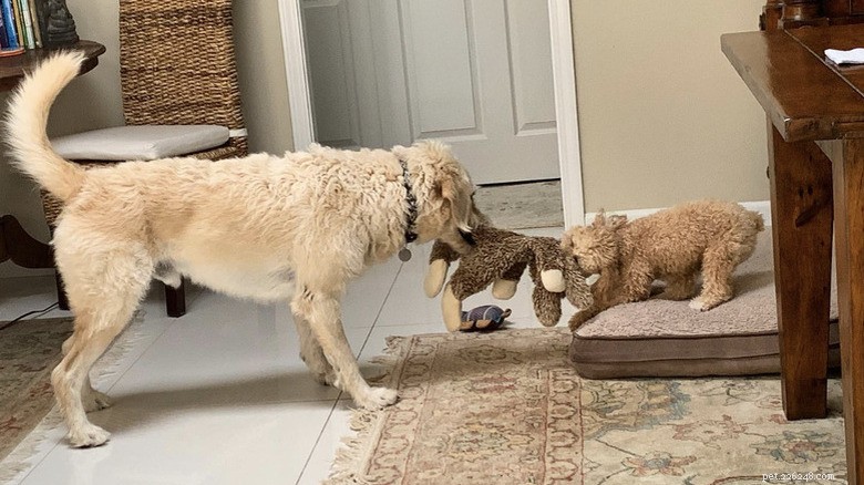15 Mighty Dogs and Their Tiny Best Friends