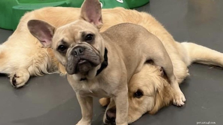 15 Mighty Dogs and Their Tiny Best Friends