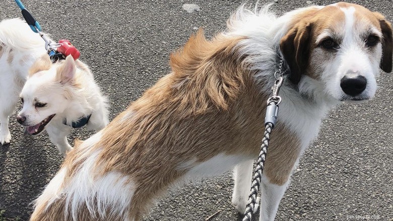 15 Mighty Dogs and Their Tiny Best Friends