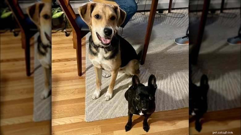 15 Mighty Dogs and Their Tiny Best Friends