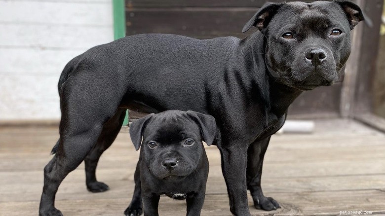 15 Mighty Dogs and Their Tiny Best Friends