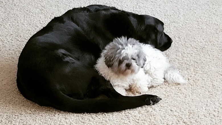 15 Mighty Dogs and Their Tiny Best Friends
