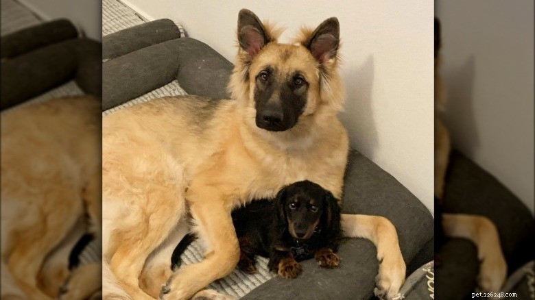 15 Mighty Dogs and Their Tiny Best Friends