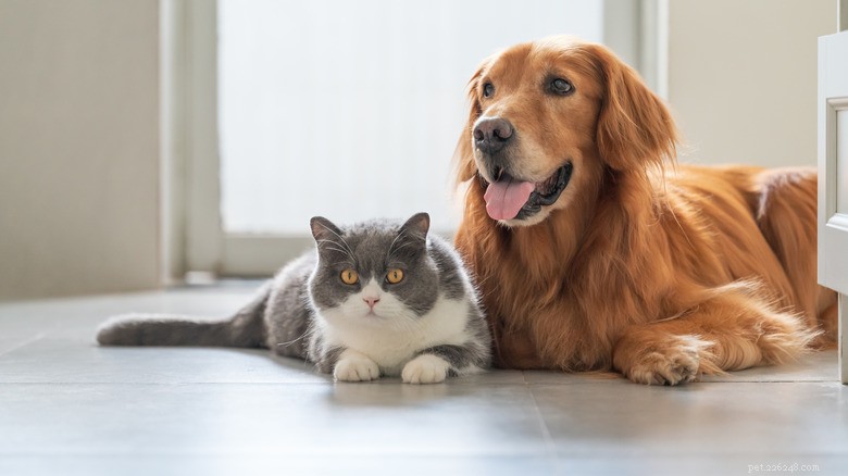 A Stubborn Cat Befriends a Chocolate Labrador, Bridging the Gap Between Cats and Dogs