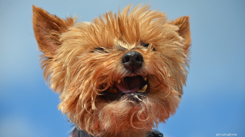 Heartfelt: Yorkie’s Howls After Babysitter Drop-Off Reveal Separation Anxiety
