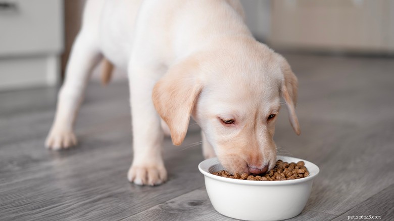 Cute Golden Retriever Puppies Try to Sit for Food—Wiggle for Fun!