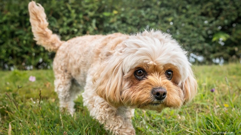 Cavachon s Door Dilemma Goes Viral – A Hilarious TikTok Moment