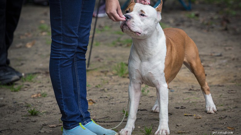 Heroic Dog Leads Firefighters to Trapped Family in Illinois