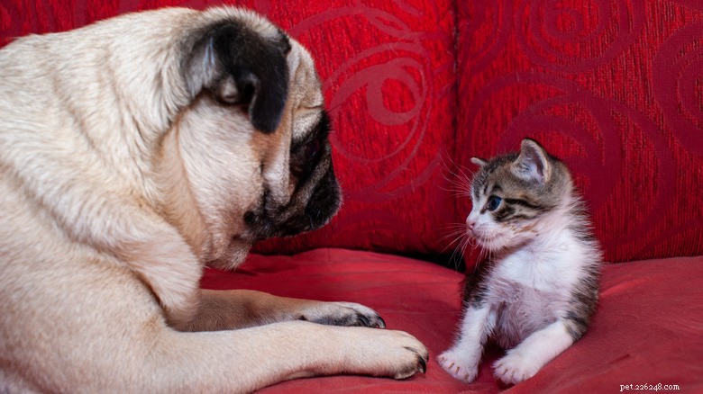 First Encounter: Puppy Meets Kitten – Opposite Vibes, Endearing Results