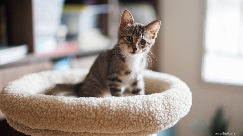 First Encounter: Puppy Meets Kitten – Opposite Vibes, Endearing Results