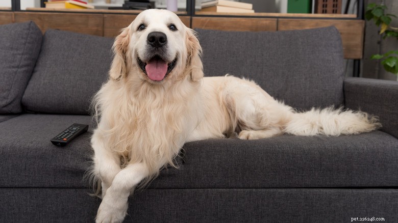 Golden Retriever s Polite Furniture Habit Reveals His Gentlemanly Charm