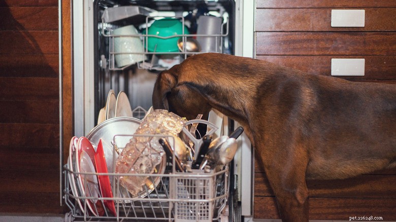 Can Your Dog Help With the Dishes? A Certified Trainer Shares Proven Techniques