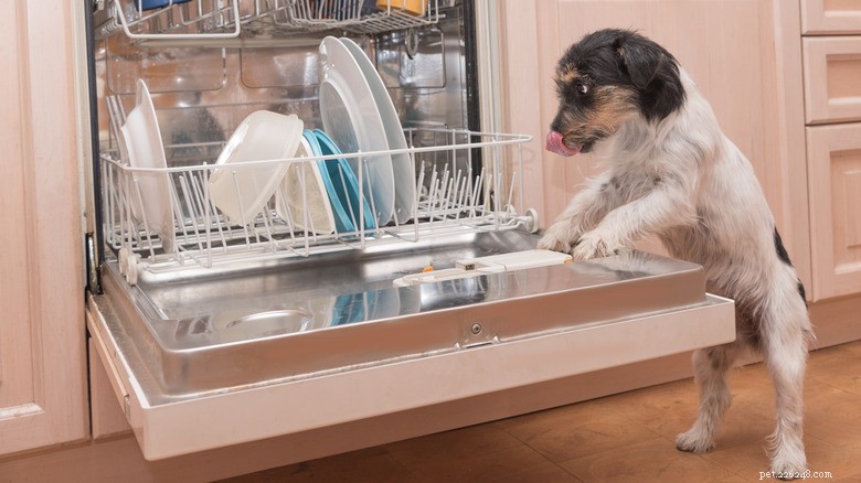 Can Your Dog Help With the Dishes? A Certified Trainer Shares Proven Techniques