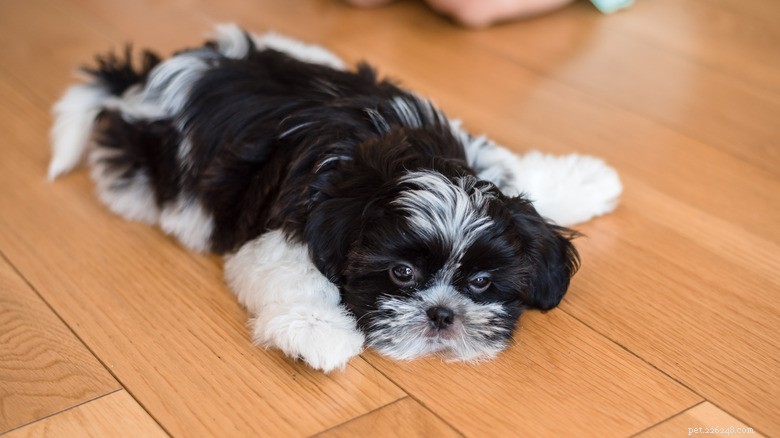 Shih Tzu’s Sweet Exterior Turns Playful Inside: A TikTok Surprise