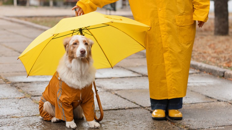 Pug in Raincoat Reacts Humorously After Getting Soaked – A TikTok Moment