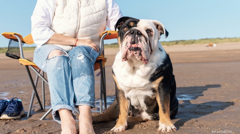 Bulldog Experiencing the Ocean for the First Time: A Heartwarming First Encounter