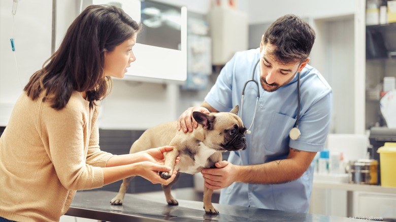 Veterinarian Reveals Which Dog Breeds Face the Highest Health Risks & How Owners Can Protect Their Pets
