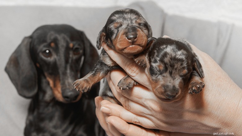 Veterinarian Reveals Which Dog Breeds Face the Highest Health Risks & How Owners Can Protect Their Pets