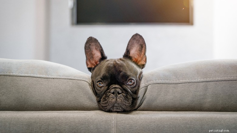 Veterinarian Reveals Which Dog Breeds Face the Highest Health Risks & How Owners Can Protect Their Pets