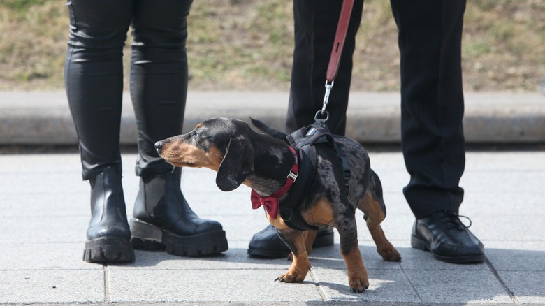 Why This Dachshund Prefers Bed Over Walks – A Hilarious TikTok Moment
