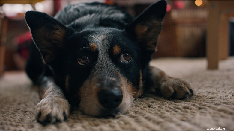 Crayola s 2025 Christmas Ad Brings Joyful Tears to Dog Lovers