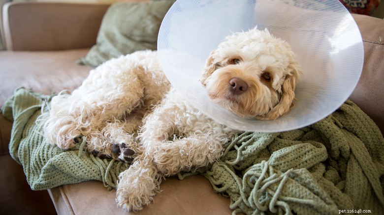 Understanding the Risks of Spaying or Neutering Your Dog