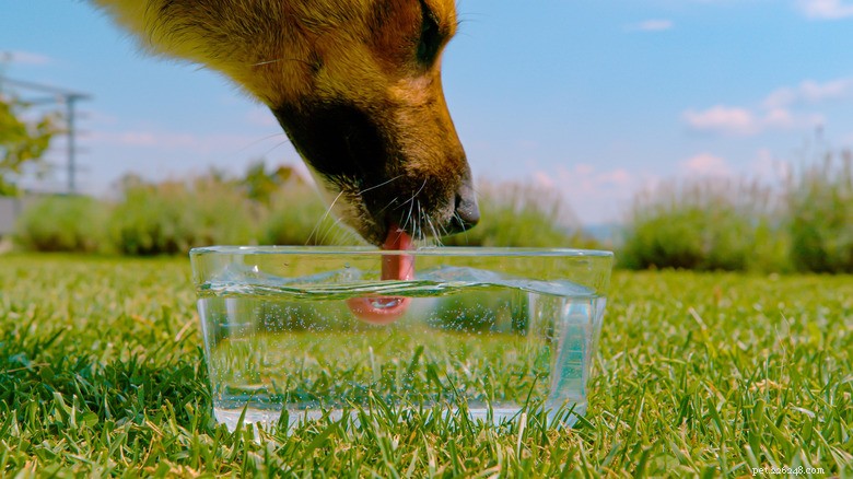 How to Encourage Your Dog to Drink Water When It Seems Uninterested