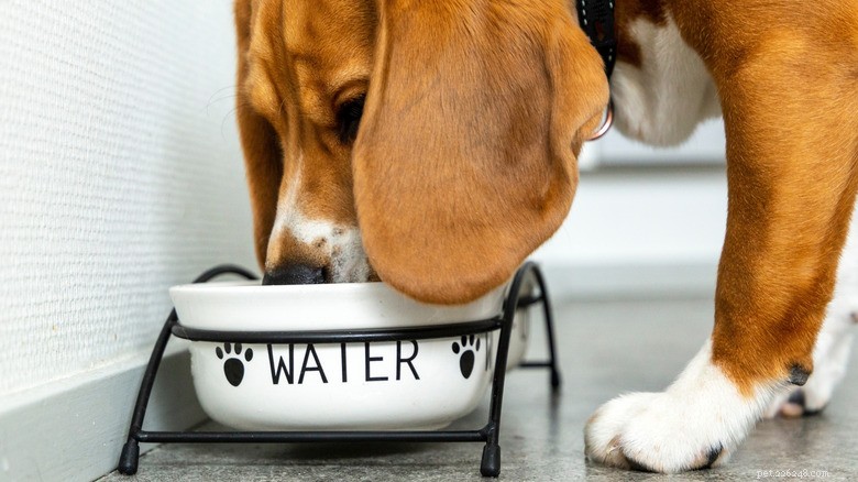 How to Encourage Your Dog to Drink Water When It Seems Uninterested