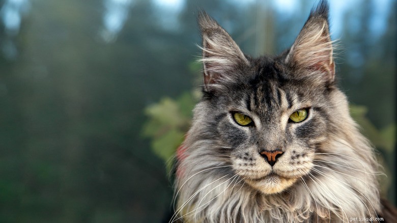 Maine Coon Kittens Show Playful Sibling Rivalry: Brother Pushes into Pool