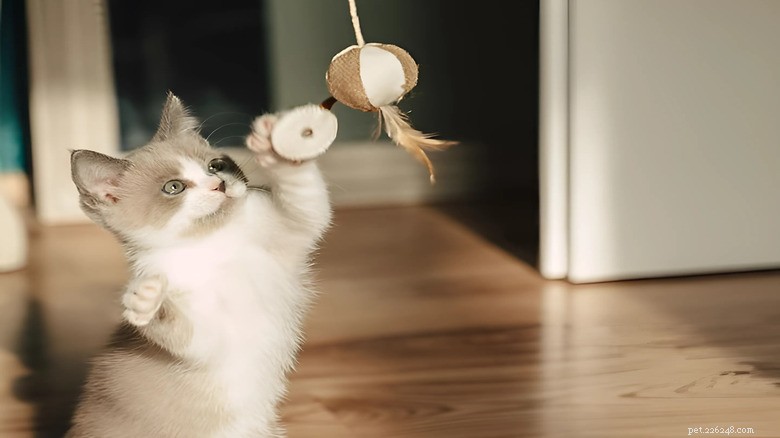 Ragdoll Cat s Morning Zoom Turns Into Adorable Wake‑Up Call