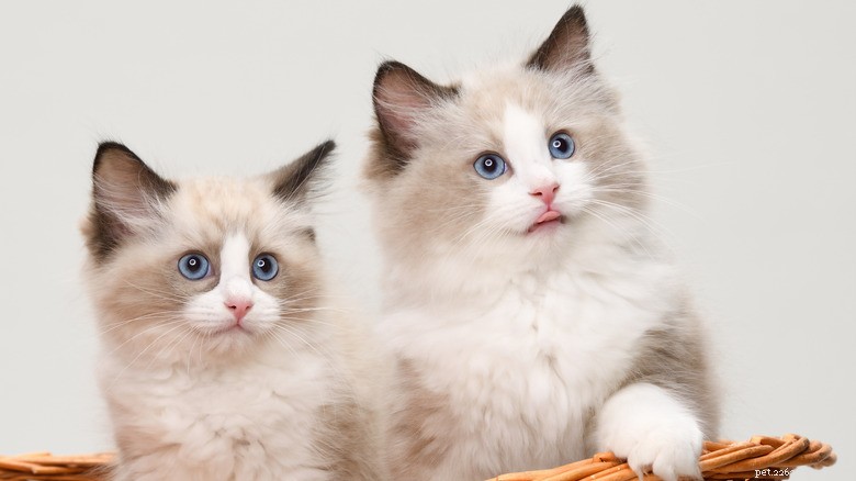 Luna the Ragdoll Cat: Girlish Meows and Cartoon‑Like Charm Take TikTok Viral