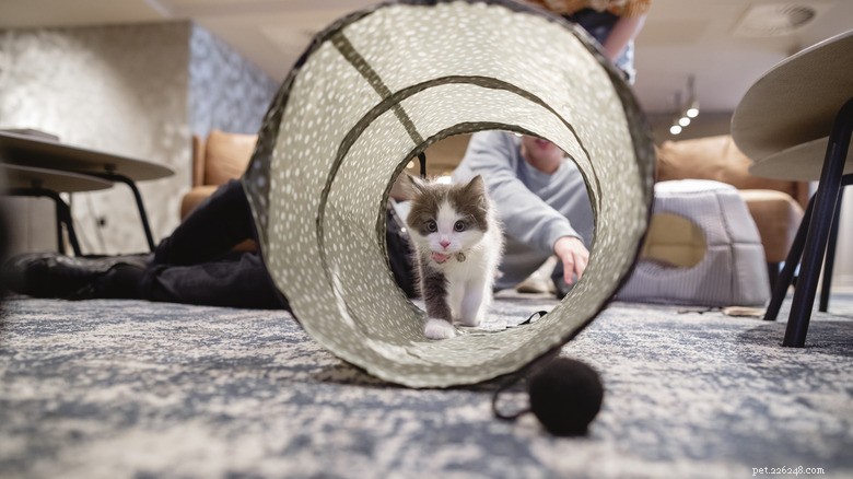 Adorable Ragdoll Cat s Hilarious Agility Course Fail