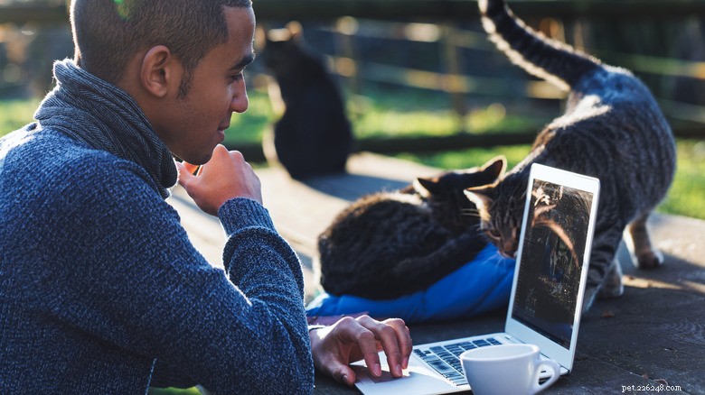 Why Your Cat Loves Your Keyboard: A Science-Backed Scent Theory