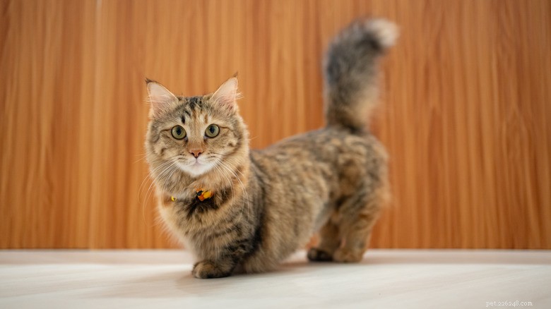 Watch a Playful Cat Master New Tricks and Elevate Your Mood