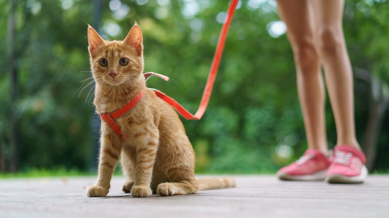 Safe Outdoor Play for Indoor Cats: Expert Tips to Keep Your Feline Safe