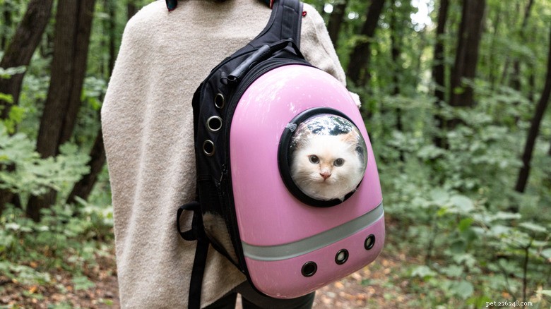 Safe Outdoor Play for Indoor Cats: Expert Tips to Keep Your Feline Safe
