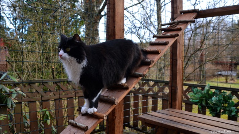 Safe Outdoor Play for Indoor Cats: Expert Tips to Keep Your Feline Safe