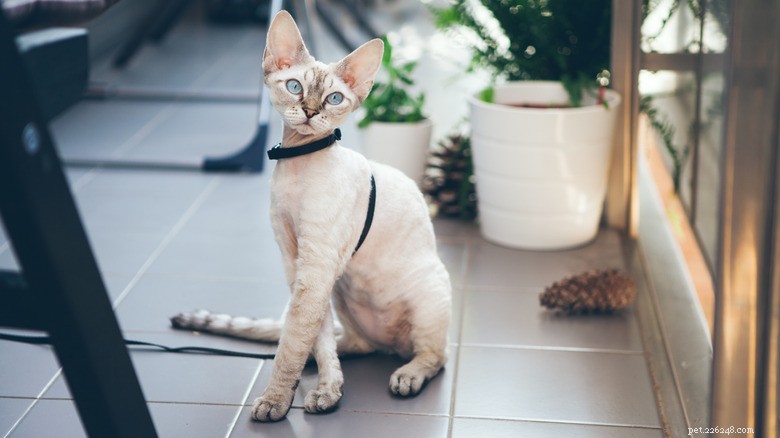 Essential Steps for Successfully Leash‑Training Your Cat
