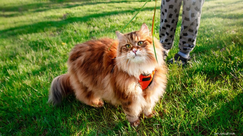 Essential Steps for Successfully Leash‑Training Your Cat