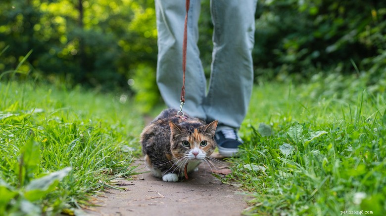Essential Steps for Successfully Leash‑Training Your Cat