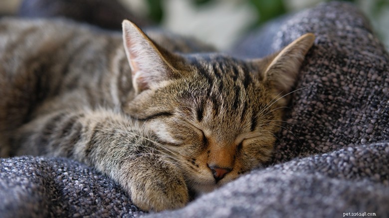 Pets and Sleep: Science Shows How Animals Improve Our Rest
